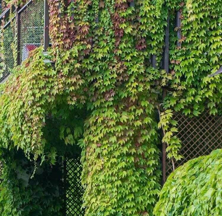 When Green is Not Really Green: the legal implications